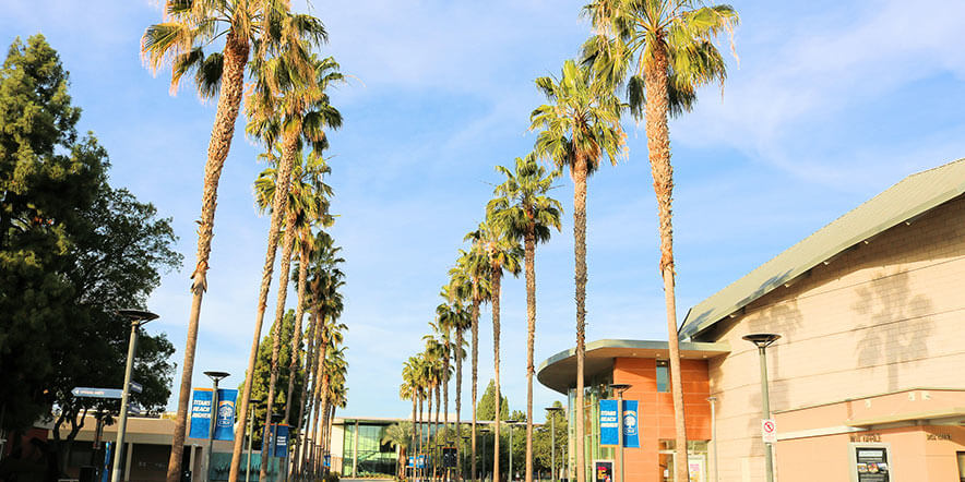 A walkway surrounded by Palm Trees taken at the California State University Fullerton